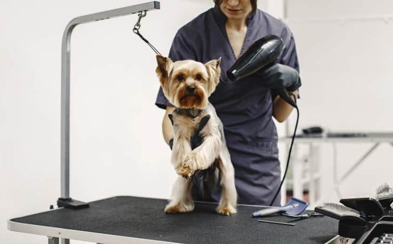 Pet Shop é Condenado a Pagar Indenização por Causar Hipertermia em Cão Durante Banho